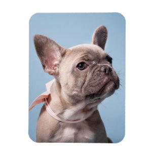 Niedliche Kleintiere   French Bulldog Pink Bow Magnet