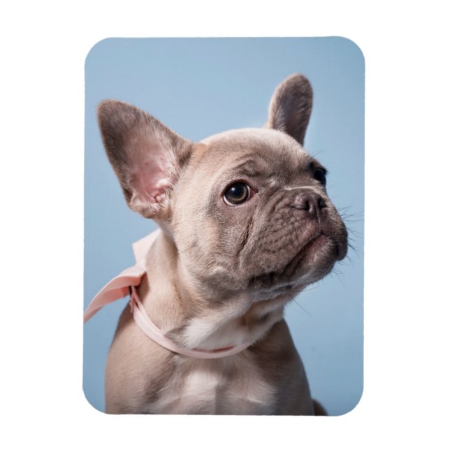 Niedliche Kleintiere | French Bulldog Pink Bow Magnet (Vertikal)