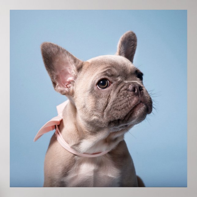 Niedliche Kleintiere | French Bulldog Pink Bow Poster (Vorne)