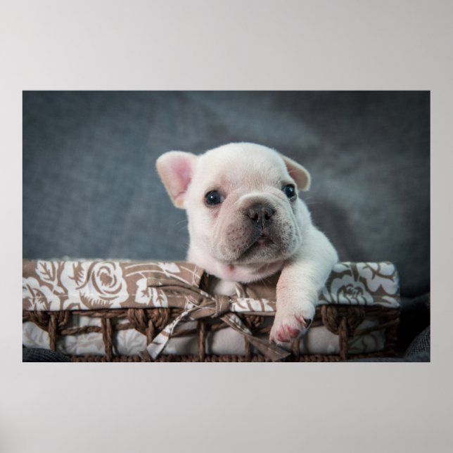 Niedliche Kleintiere | French Bulldog Poster (Vorne)