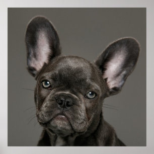 Niedliche Kleintiere French Bulldog Poster