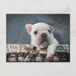 Niedliche Kleintiere   French Bulldog Postkarte