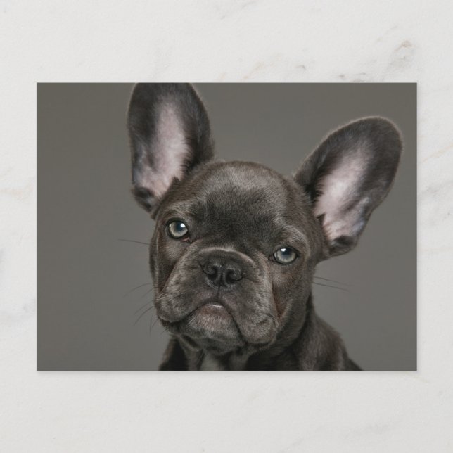 Niedliche Kleintiere | French Bulldog Postkarte (Vorderseite)