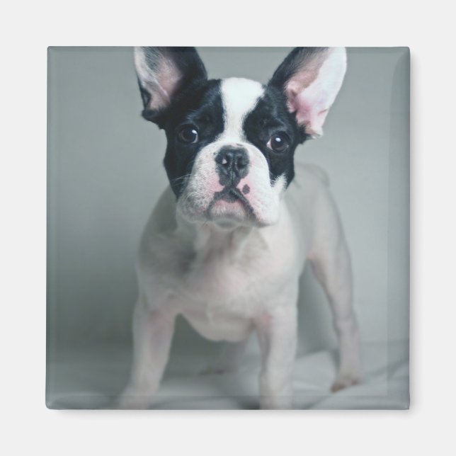Niedliche Kleintiere | French Bulldog Puppy Magnet (Vorne)