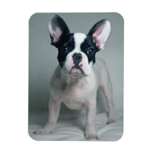 Niedliche Kleintiere   French Bulldog Puppy Magnet