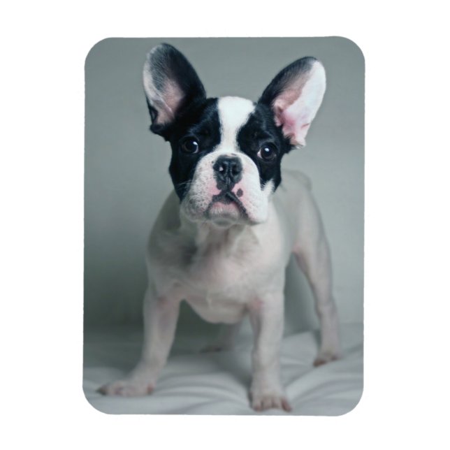 Niedliche Kleintiere | French Bulldog Puppy Magnet (Vertikal)