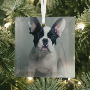 Niedliche Kleintiere   French Bulldog Puppy Ornament Aus Glas