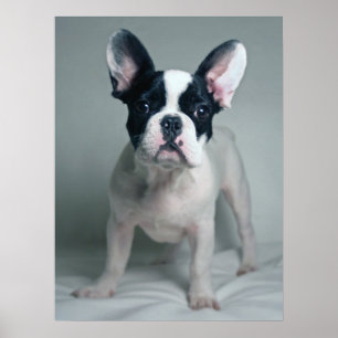 Niedliche Kleintiere French Bulldog Puppy Poster