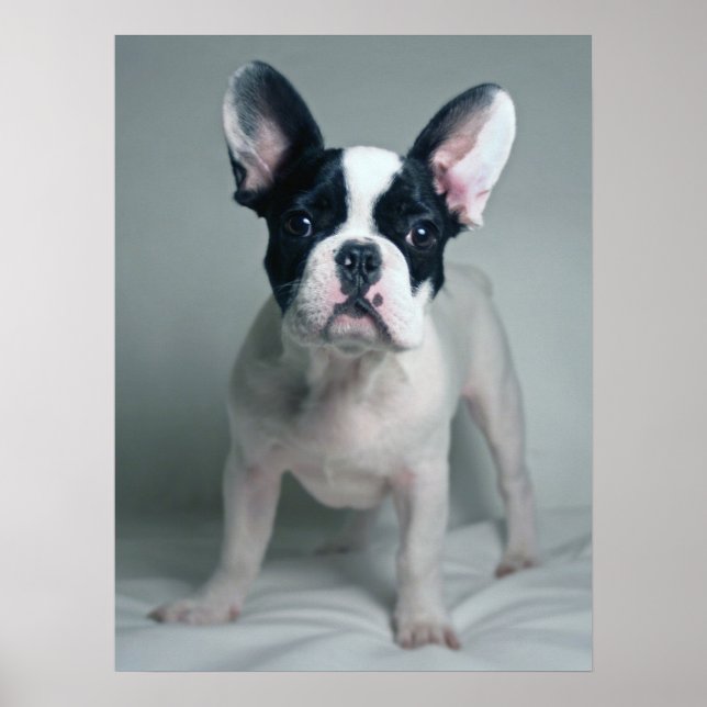 Niedliche Kleintiere | French Bulldog Puppy Poster (Vorne)