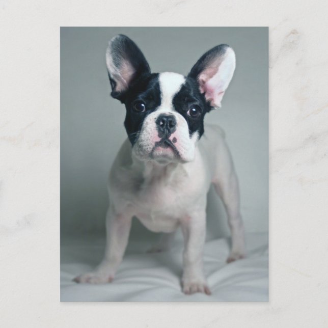 Niedliche Kleintiere | French Bulldog Puppy Postkarte (Vorderseite)