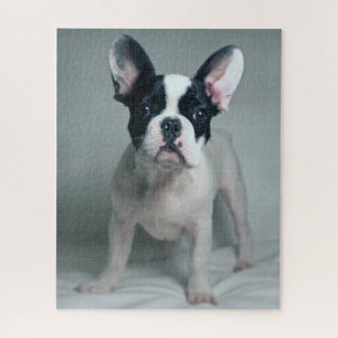 Niedliche Kleintiere   French Bulldog Puppy Puzzle