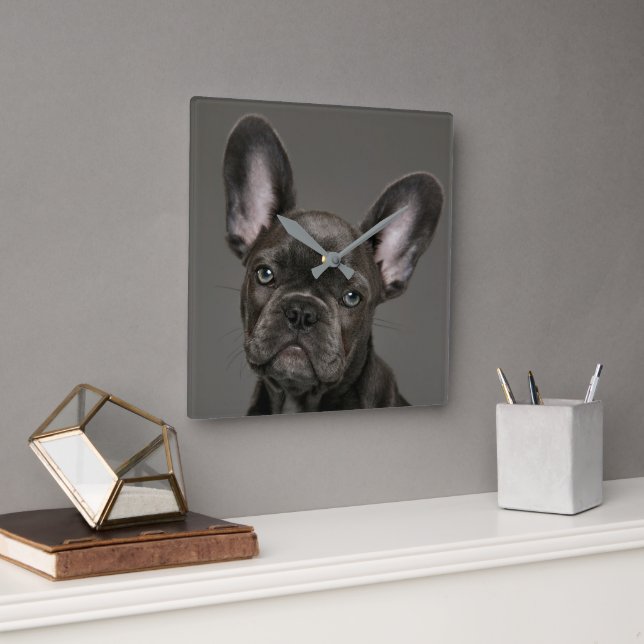 Niedliche Kleintiere | French Bulldog Quadratische Wanduhr (Büro)