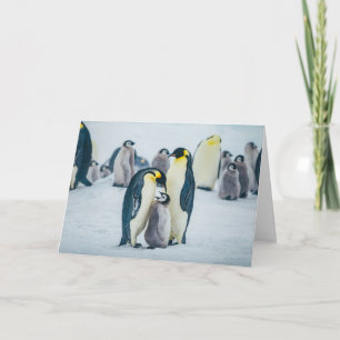 Niedliche Kleintiere Fütternd Baby Pinguin Karte