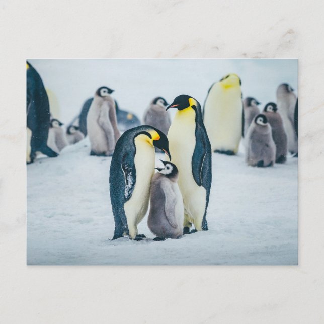 Niedliche Kleintiere | Fütternd Baby Pinguin Postkarte (Vorderseite)
