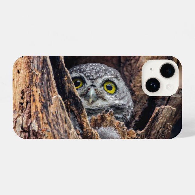 Niedliche Kleintiere | Gepunktete Owlet iPhone Hülle (Rückseite (Horizontal))