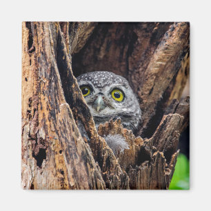 Niedliche Kleintiere Gepunktete Owlet Magnet