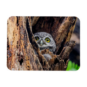 Niedliche Kleintiere Gepunktete Owlet Magnet