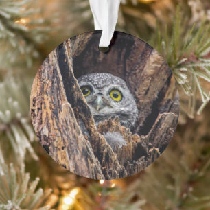 Niedliche Kleintiere   Gepunktete Owlet Ornament