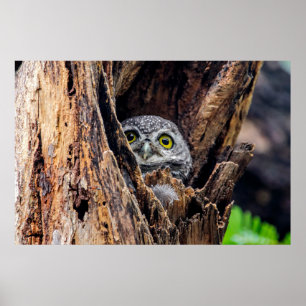 Niedliche Kleintiere   Gepunktete Owlet Poster