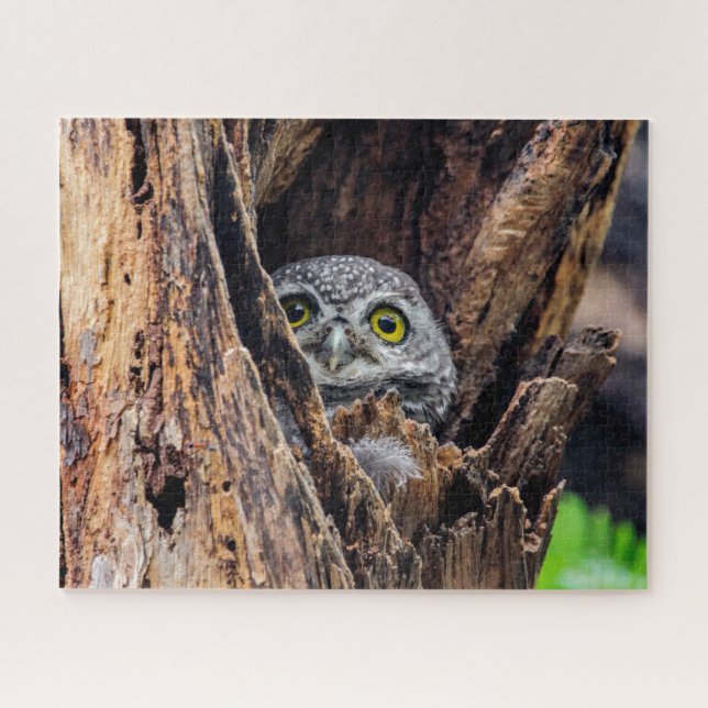 Niedliche Kleintiere | Gepunktete Owlet Puzzle (Horizontal)