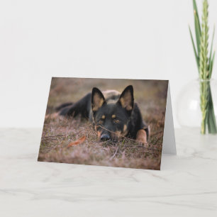 Niedliche Kleintiere   German Shepherd Puppy Karte