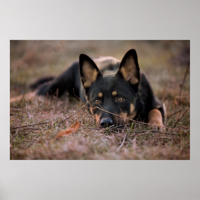 Niedliche Kleintiere | German Shepherd Puppy Poster (Vorne)