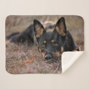 Niedliche Kleintiere   German Shepherd Puppy Sherpadecke