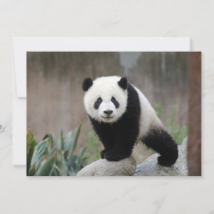 Niedliche Kleintiere   Giant Panda Baby Dankeskarte