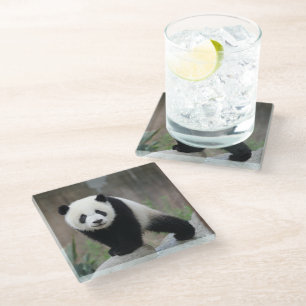 Niedliche Kleintiere Giant Panda Baby Glasuntersetzer