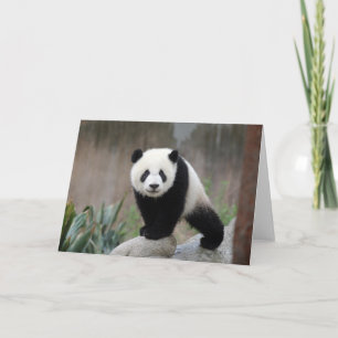 Niedliche Kleintiere   Giant Panda Baby Karte