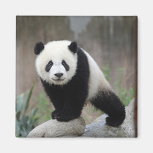 Niedliche Kleintiere   Giant Panda Baby Magnet