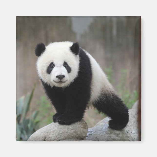 Niedliche Kleintiere | Giant Panda Baby Magnet (Vorne)