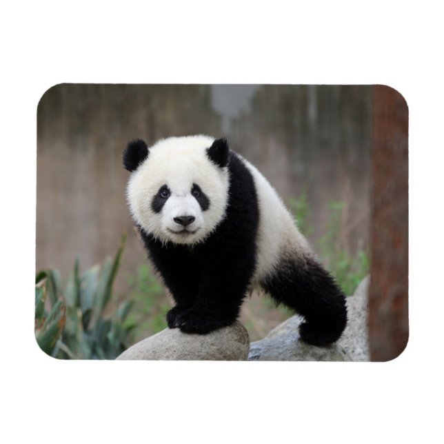 Niedliche Kleintiere | Giant Panda Baby Magnet (Horizontal)