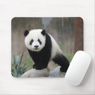 Niedliche Kleintiere   Giant Panda Baby Mousepad