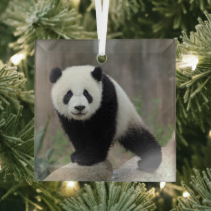 Niedliche Kleintiere Giant Panda Baby Ornament Aus Glas