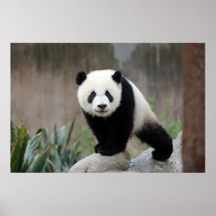 Niedliche Kleintiere Giant Panda Baby Poster