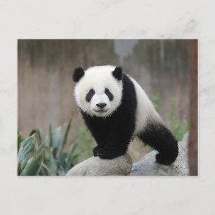 Niedliche Kleintiere   Giant Panda Baby Postkarte