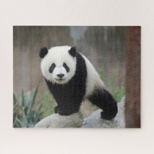 Niedliche Kleintiere   Giant Panda Baby Puzzle
