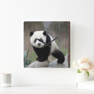 Niedliche Kleintiere Giant Panda Baby Quadratische Wanduhr