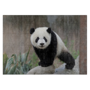 Niedliche Kleintiere   Giant Panda Baby Schneidebrett