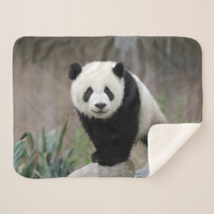 Niedliche Kleintiere   Giant Panda Baby Sherpadecke