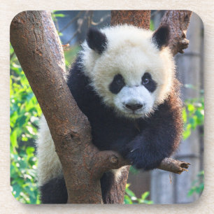 Niedliche Kleintiere   Giant Panda Cub Getränkeuntersetzer