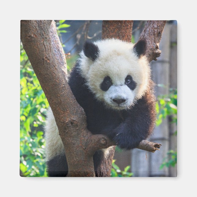 Niedliche Kleintiere | Giant Panda Cub Magnet (Vorne)
