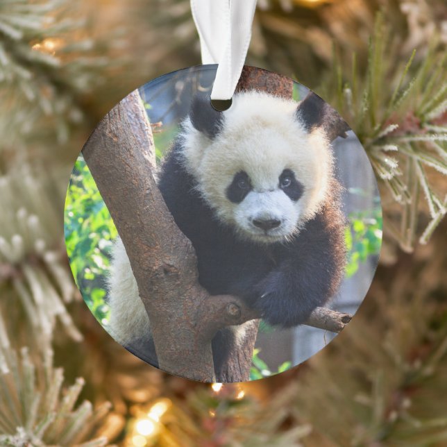 Niedliche Kleintiere | Giant Panda Cub Ornament (Baum)
