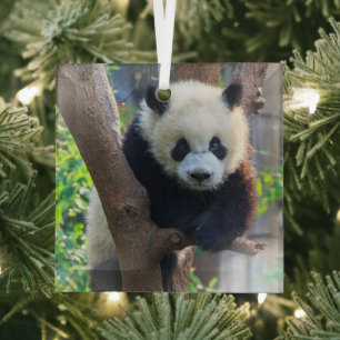 Niedliche Kleintiere Giant Panda Cub Ornament Aus Glas