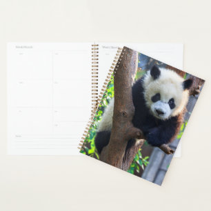 Niedliche Kleintiere Giant Panda Cub Planer