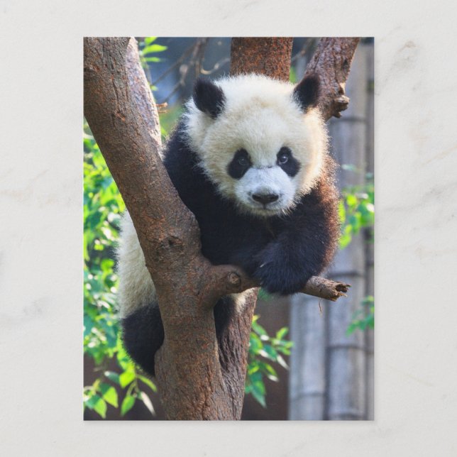 Niedliche Kleintiere | Giant Panda Cub Postkarte (Vorderseite)