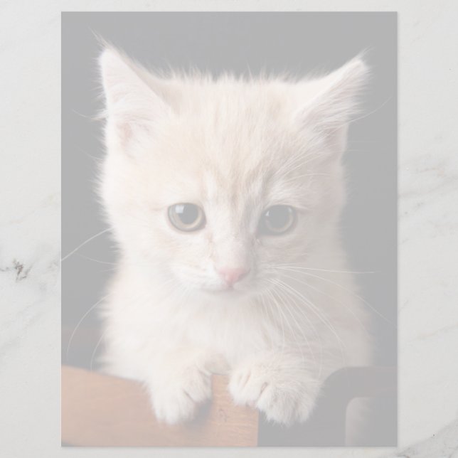 Niedliche Kleintiere | Ginger Kitten (Vorderseite)