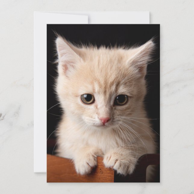 Niedliche Kleintiere | Ginger Kitten Dankeskarte (Vorderseite)
