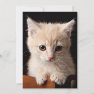 Niedliche Kleintiere Ginger Kitten Dankeskarte